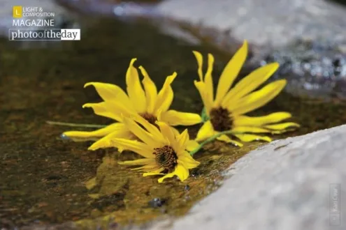 Texas Creek Flowers by Kari Cvar