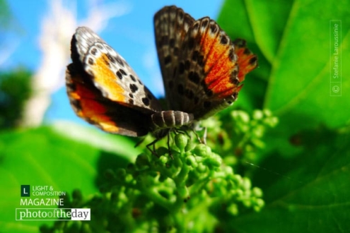 Vanuatu Butterfly, by Stefanie Laroussinie - Butterfly Photography, Close-up Photography, Nature Photography, Photo of the Day, Award Winning Photography