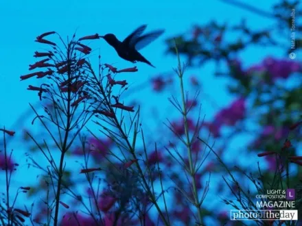 Photo of the Month — February 2011