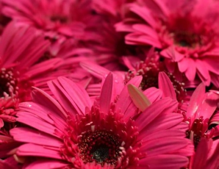 Blush by Arvind Bhatt - Color Photography, Photo of the Day, Award Winning Photography, Photography Awards, Art Photography