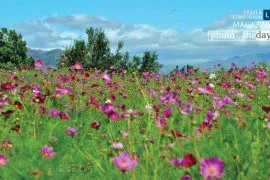 Cosmo Field by Harry Ravelo