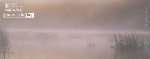 Misty Morning Duck by Ronnie Glover