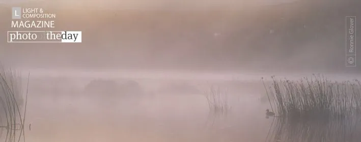 Misty Morning Duck by Ronnie Glover