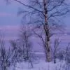 Lone Tree at Winter Sunset, by Ronnie Glover - Nature Photography, Photography Awards, Photo of the Day, Landscape Photography, Fine Art Photography