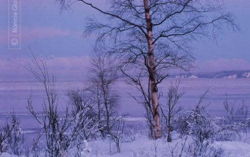 Lone Tree at Winter Sunset, by Ronnie Glover - Nature Photography, Photography Awards, Photo of the Day, Landscape Photography, Fine Art Photography