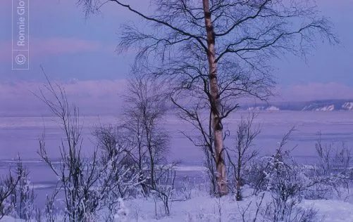 Lone Tree at Winter Sunset by Ronnie Glover