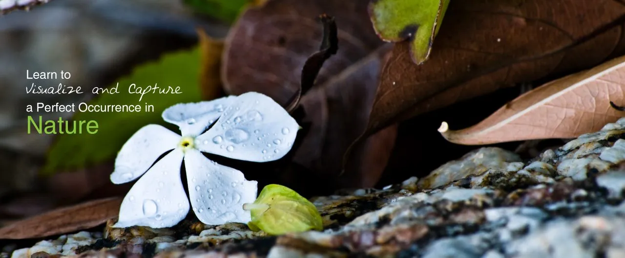Nature Photography, Photography Books, Landscape Photography, Wildlife Photography, Light & Composition - Hello Explorer Hello Explorer - Nature Photography, Photography Books, Landscape Photography, Wildlife Photography, Light & Composition