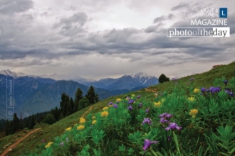 Flowers on Hill Top