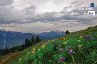 Flowers on Hill Top