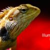 Illuminating Nature Volume Two - Wildlife Photography, Photojournalism, Nature Photography, Illuminating Nature, Art Photography