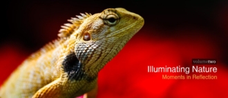 Illuminating Nature Volume Two - Wildlife Photography, Photojournalism, Nature Photography, Illuminating Nature,  Art Photography