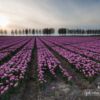 Tulips at Sunset, by Ron ter Burg - Nature Photography, Landscape Photography, Fine Art Photography, Photography Awards, Photo of the Day