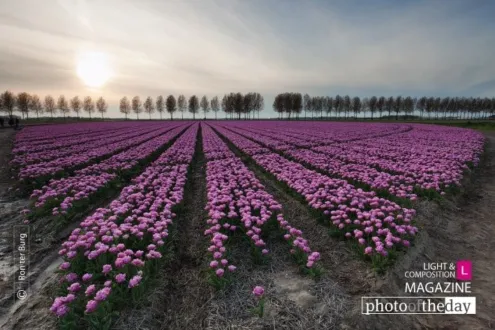 Tulips at Sunset, by Ron ter Burg - Nature Photography, Landscape Photography, Fine Art Photography, Photography Awards, Photo of the Day