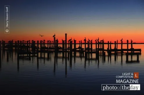 Pelican Rest by Barry Steven Greff