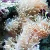 Goldstripe Maroon Clownfish by Elizabeth Brown