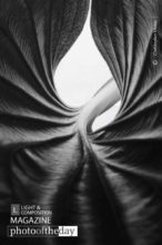 Leaf from Within by Christopher Utano