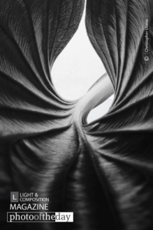 Leaf from Within, by Christopher Utano - Abstract Photography, Macro Photography, Nature Photography, Photo of the Day, Photography Awards