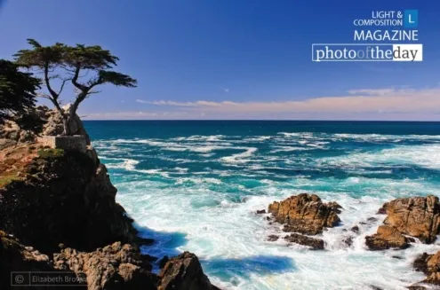 The Lone Cypress by Elizabeth Brown