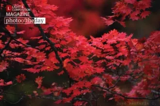 Autumn Red by Jose Renteria