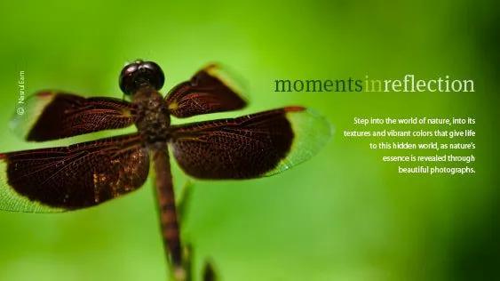 Moments in Reflection - Nature Photography, Photography Books, Wildlife Photography, Landscape Photography, Fine Art Photography