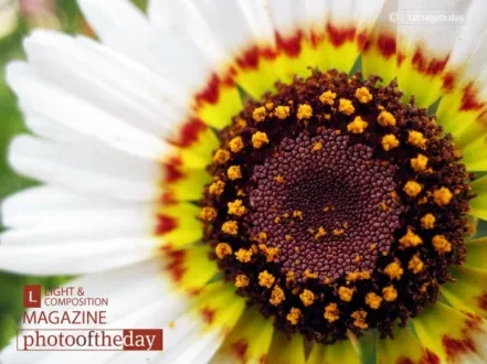 Cosmos Blossom, by Tathagata Das - Close-up Photography, Photo of the Day, Award Winning Photography, Art Photography, Photography Education