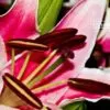 Rhapsody in Pink, by Joy Acharyya - Photojournalism, Close-up Photography, Photo of the Day, Art Photography, Photography Awards