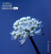 White Flower by Roberto Pagani