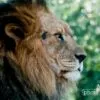Just Lion Around, by Victor Howard - Wildlife Photography, Photo of the Day, Photography Awards, Nature Photography, Animal Photography