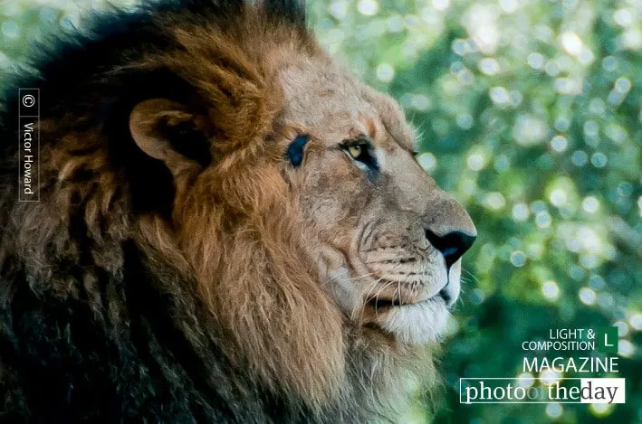 Just Lion Around by Victor Howard