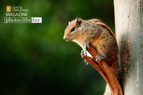 That Impish Look, by Ruben Alexander - Wildlife Photography, Photography Awards, Photo of the Day, Nature Photography, Photography Education