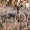 Watching You, Watching Me, by Victor Howard - Wildlife Photography, Photo of the Day, Photography Awards, Nature Photography, Victor Howard