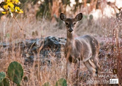 Watching You, Watching Me, by Victor Howard - Wildlife Photography, Photo of the Day, Photography Awards, Nature Photography, Victor Howard