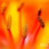 Lily, by Roberto Pagani - Close-up Photography, Nature Photography, Roberto Pagani, Photo of the Day, Photography Awards