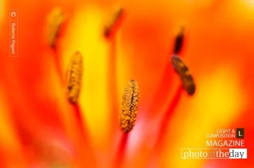 Lily by Roberto Pagani