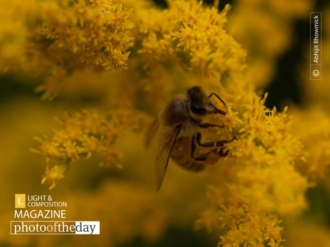 Hard Work Pays, by Abhijit Bhowmick