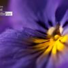 Inside the Pansy by Laria Saunders - Close-up Photography, Macro Photography, Photo of the Day, Photography Awards, Art Photography