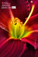 Erotica Red by Robbie Kaye