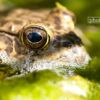 Close-up Photography, Nature Photography, Photo of the Day, Award-Winning Photography, Laria Saunders – Golden Eye by Laria Saunders Golden Eye by Laria Saunders - Close-up Photography, Nature Photography, Photo of the Day, Award-Winning Photography, Laria Saunders