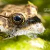 Golden Eye by Laria Saunders - Close-up Photography, Nature Photography, Photo of the Day, Award-Winning Photography, Laria Saunders