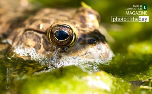 Golden Eye by Laria Saunders - Close-up Photography, Nature Photography, Photo of the Day, Award-Winning Photography, Laria Saunders