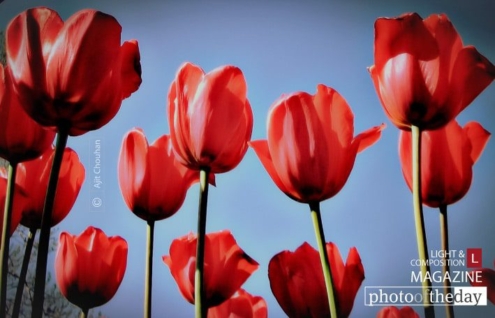 The Red Tulip by Ajit Chouhan - Color Photography, Photo of the Day, Award Winning Photography, Art Photography, Photography Awards