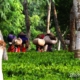 Photo of the day 15082011
