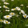 Springtime Daisies in Paris, by Louise Fahy - Nature Photography, Spring Photography, Paris Photography, Photo of the Day, Photography Awards