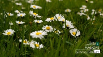 Springtime Daisies in Paris by Louise Fahy