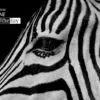Black and White, by Daniele Lembo - Wildlife Photography, Black and White Photography, Photo of the Day, Daniele Lembo, Photography Awards