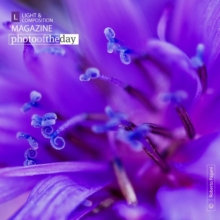 Flower Swirl by Roberto Pagani