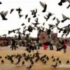 Flight of Dreams, by Vishal Arora - Motion Photography, Photojournalism, Art Photography, Photography Awards, Photo of the Day