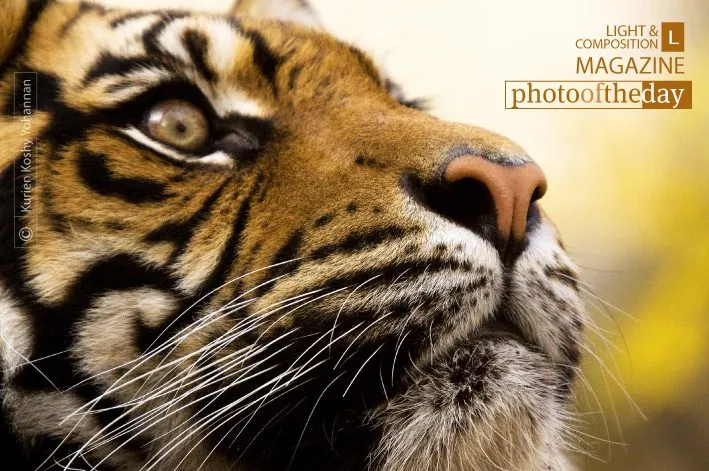 Sheer Concentration, by Kurien Koshy Yohannan - Wildlife Photography, Nature Photography, Photo of the Day, Photography Awards, Sheer Concentration