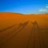 Camel Since 1913, by Ali Berrada - Adventure Photography, Photojournalism,  Ali Berrada, Photography Awards, Photo of the Day