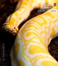 Albino Python by Kurien Koshy Yohannan